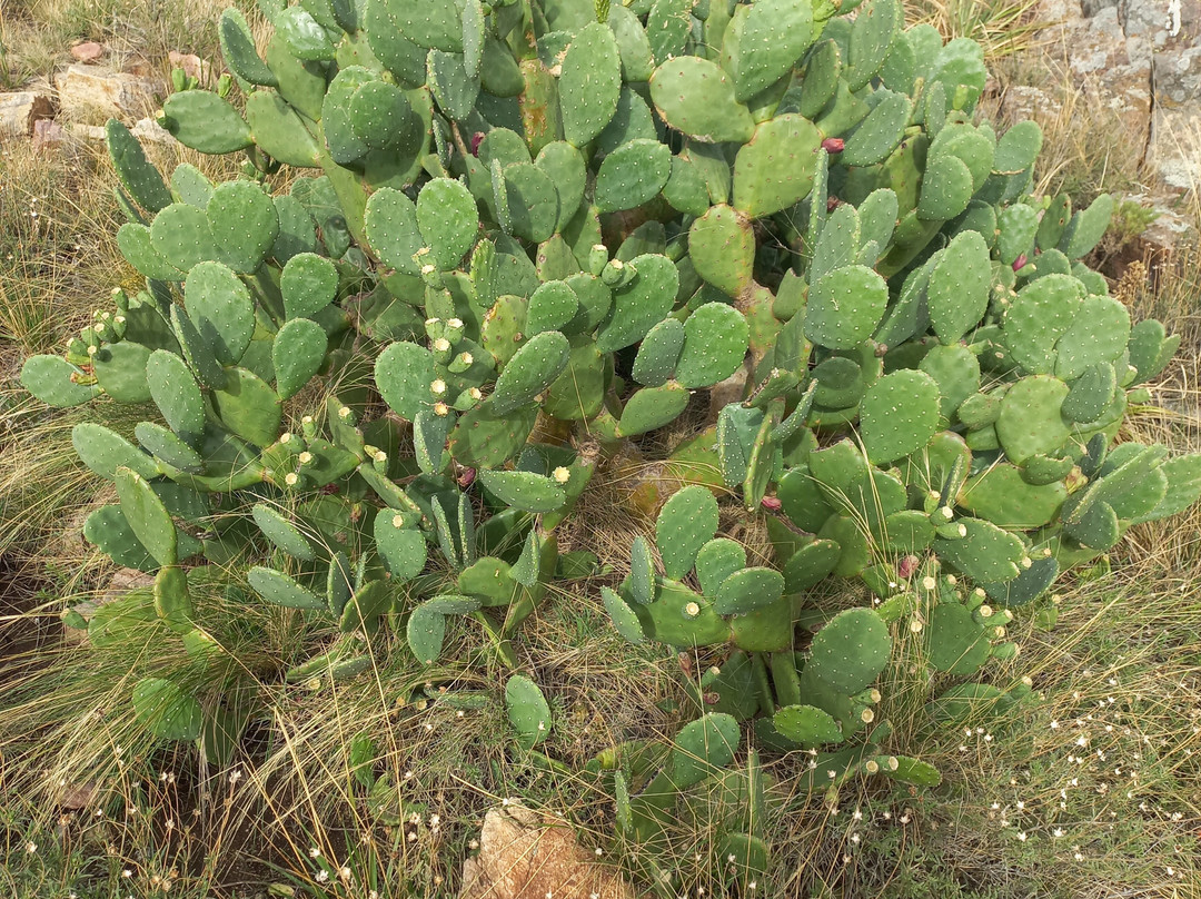 Cerro Pan De Azúcar-Pigue必去景点