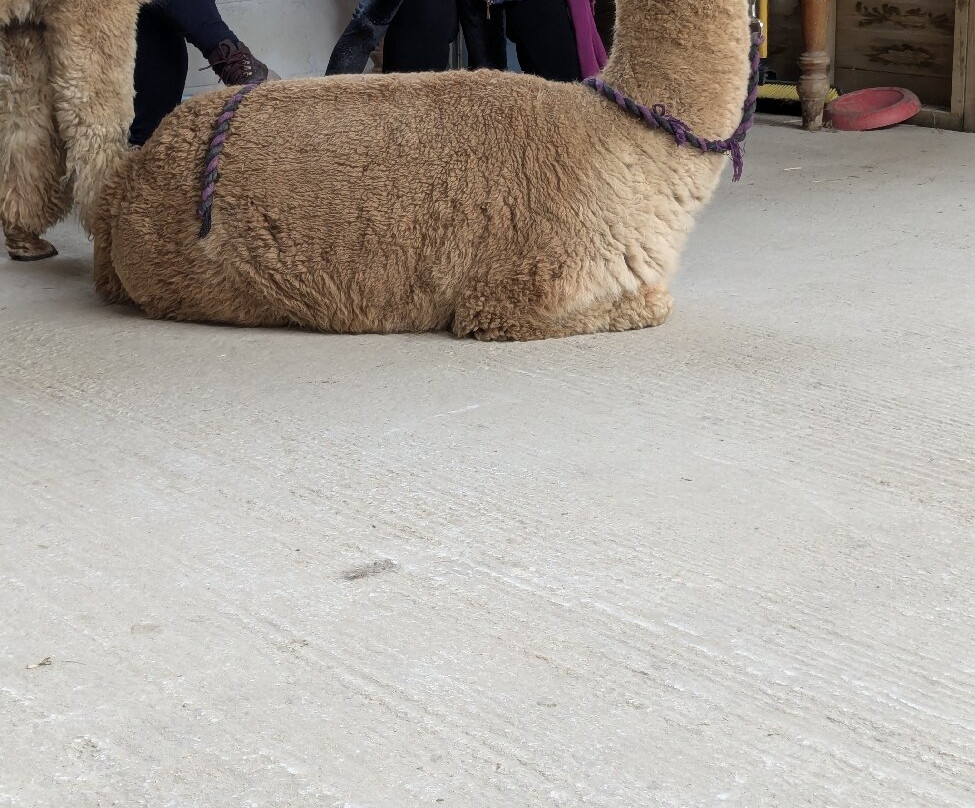 Brackenfield Alpacas景点图片