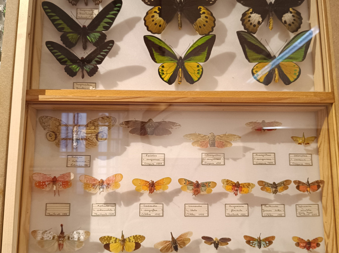 Muséum Requien景点图片