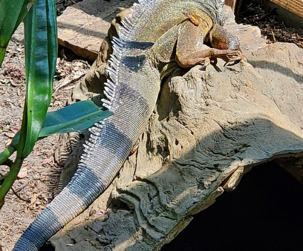 克莱尔蝴蝶中心-休斯顿必去景点