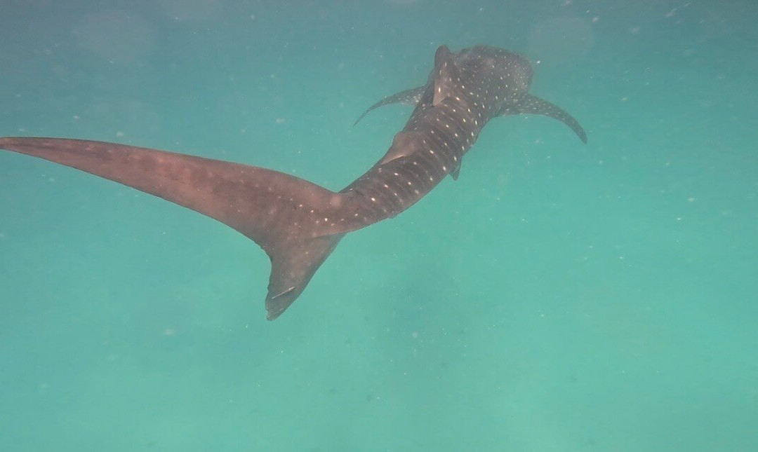 Abou Babu Whale Shark-Kilindoni必去景点