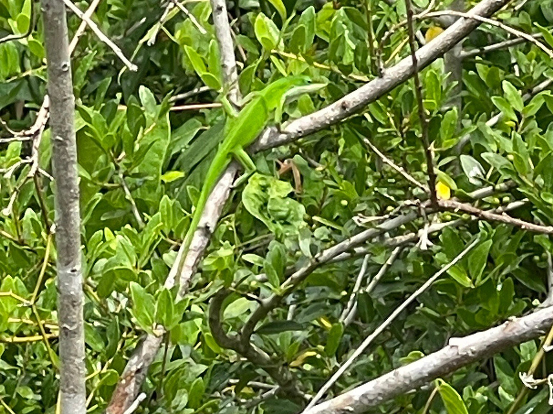 Gulf State Park-格尔夫海岸必去景点