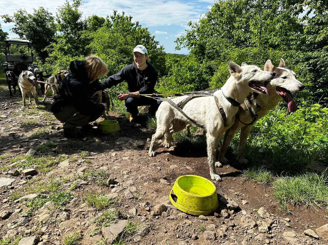 Dog sled tour  Mátrafüred-马特劳菲赖德必去景点