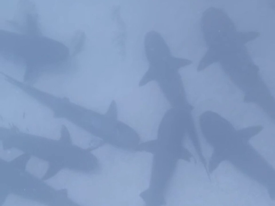 Blue Evolution-Zeeland必去景点