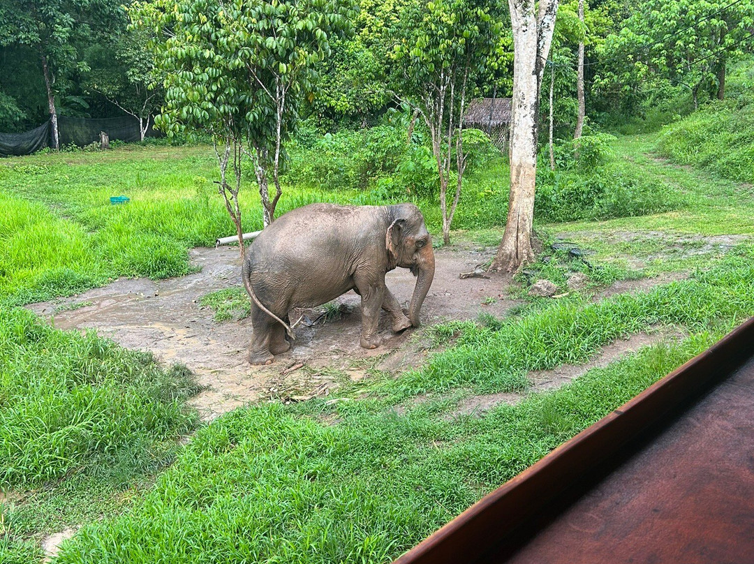 Phuket Elephant Nature Reserve景点图片