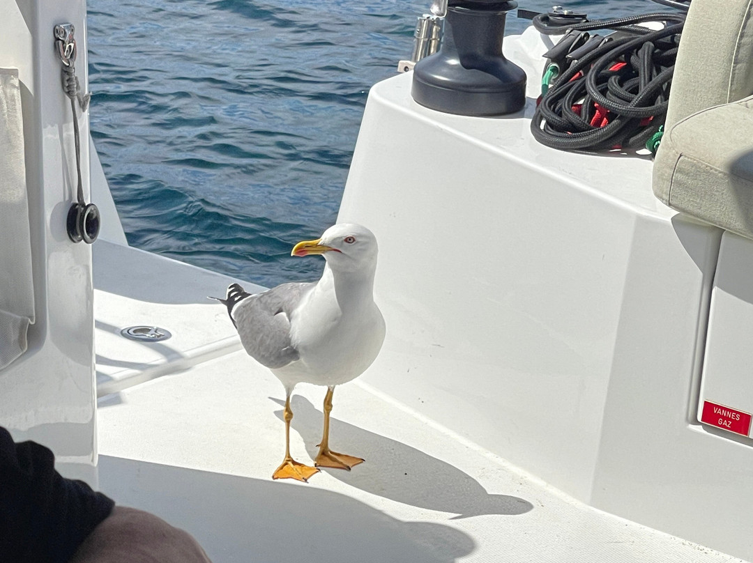 PHILISA APACA - Location & séjours en catamaran-Giens必去景点