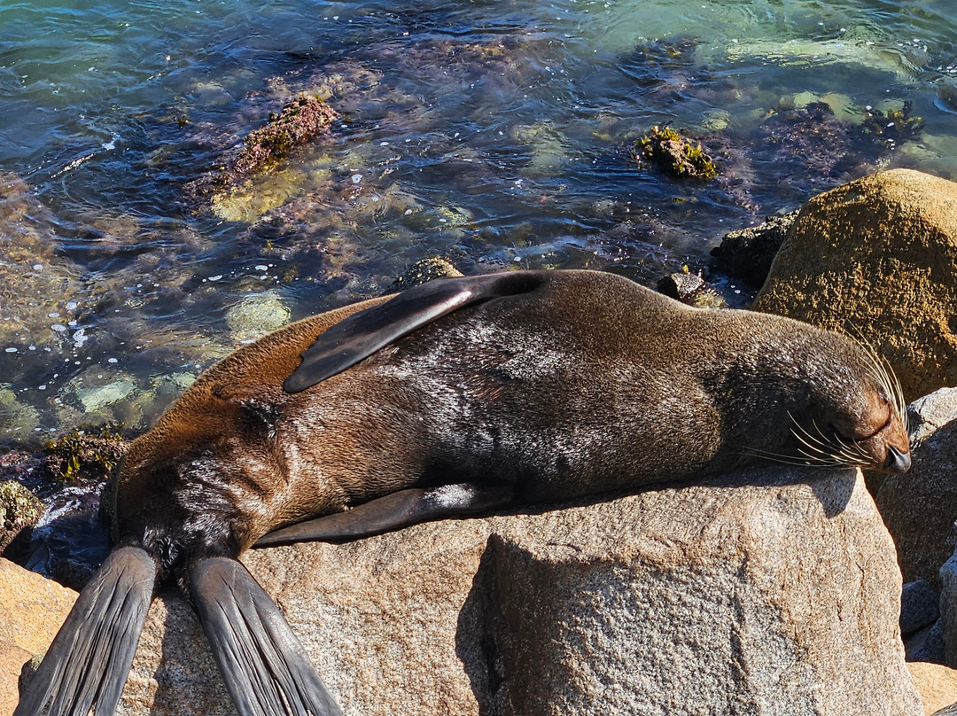 Bermagui Beach Hotel主图