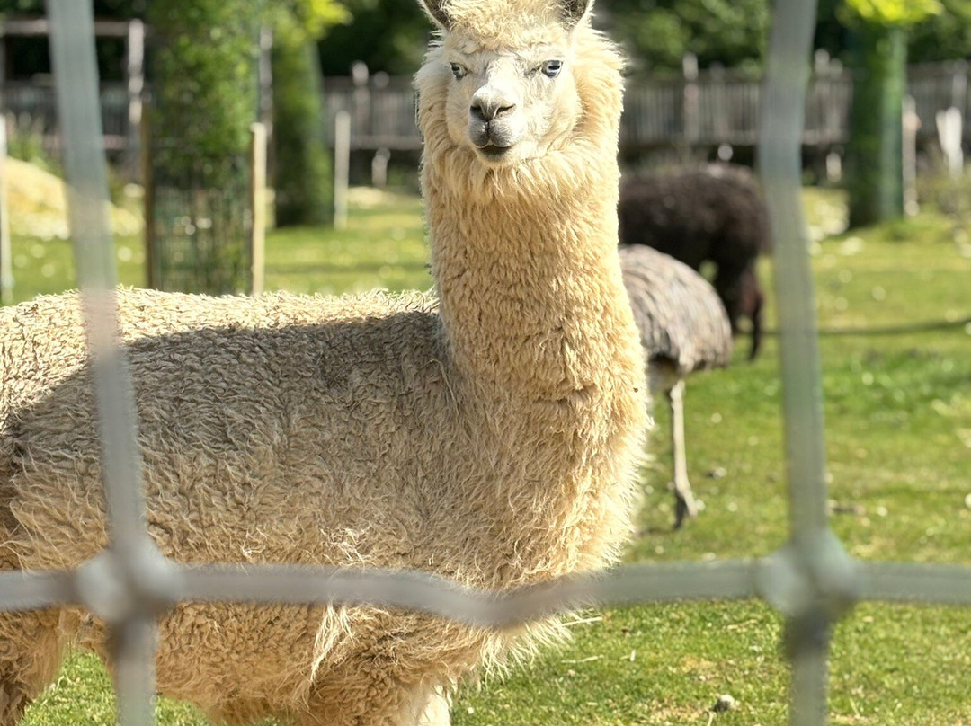 Parc Animalier d'Ecouves-Le Bouillon必去景点