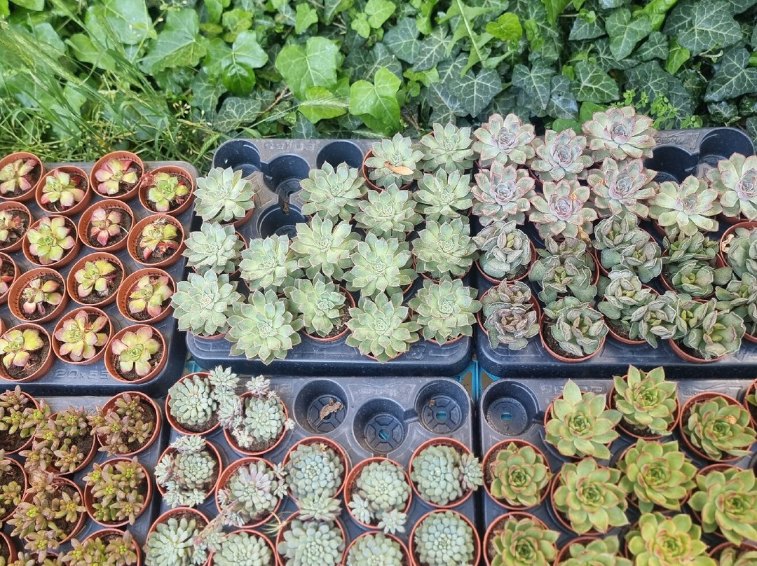 Meryem Ana Kilisesi-Midyat必去景点