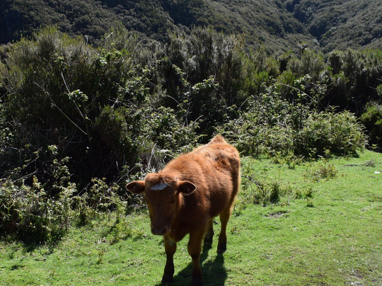 Madeira Explorers - Levada and Leisure Walks-沙尔必去景点