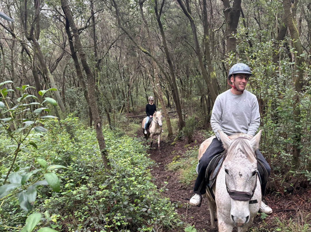 Centro Hípico Savvy Tenerife / Horse riding Tenerife / Reiten Teneriffa-德拉克鲁兹索尔港必去景点