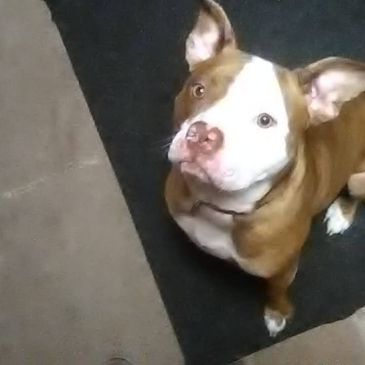 Days Inn & Suites by Wyndham Bridgeport - Clarksburg主图