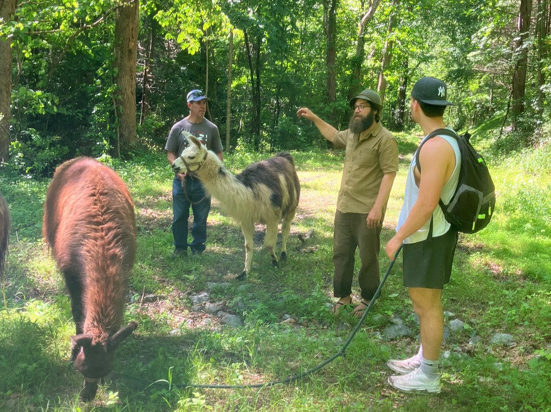 Llamas Of Hot Springs-Hot Springs必去景点