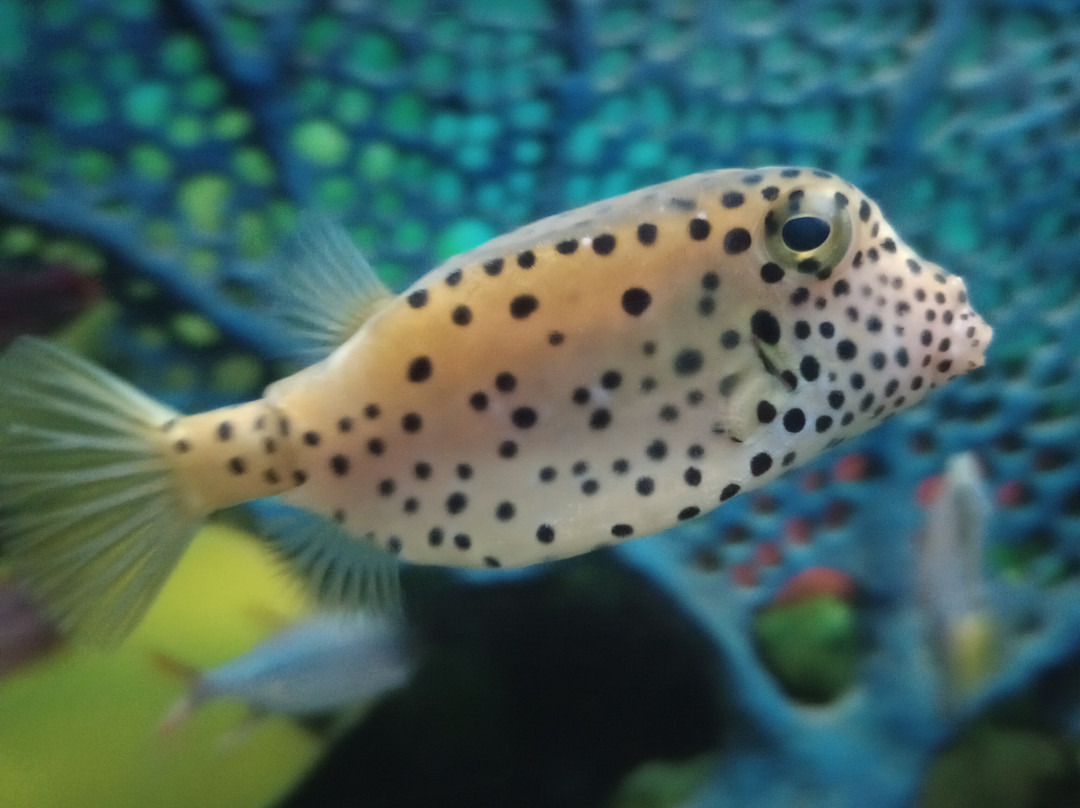 Acuario Michin Puebla景点图片