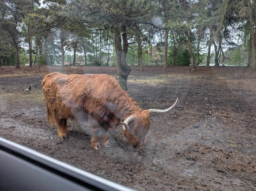 Beekse Bergen Safari Park-希尔法伦贝克必去景点