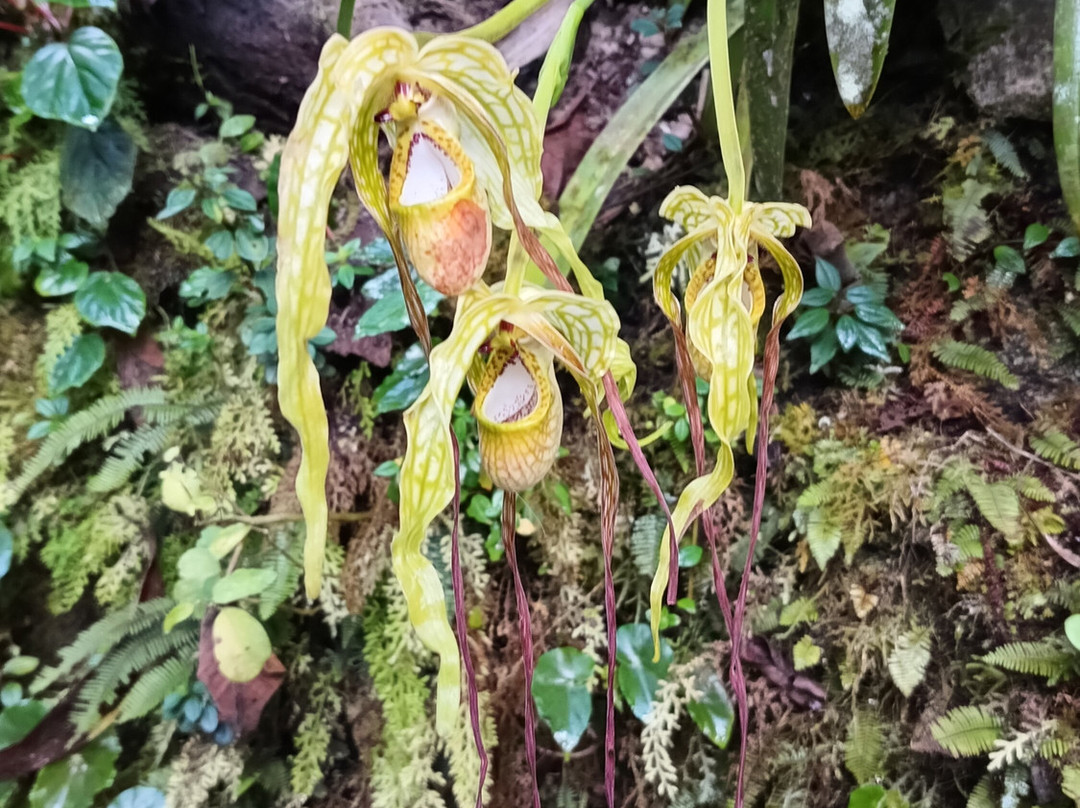 Jardin Botanico en Machu Pichu-马丘比丘必去景点