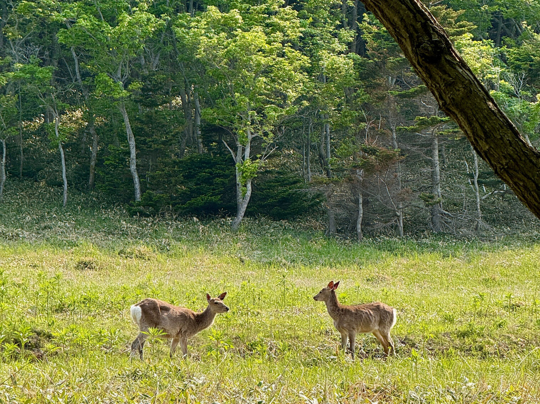 Okhotsk Jinendo-网走市必去景点