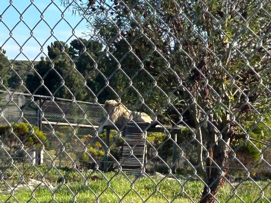 Panthera Africa - Big Cat Sanctuary-斯坦福必去景点