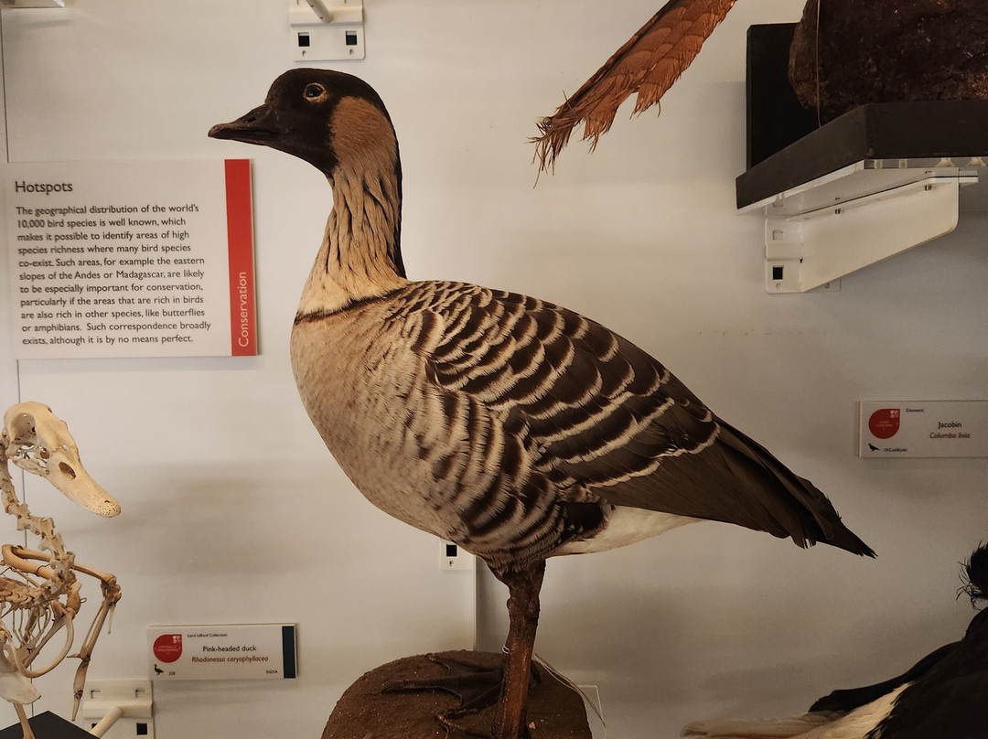 University Museum of Zoology-剑桥必去景点