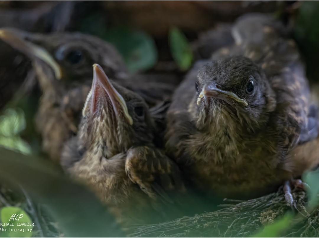 La Quinta Sarapiqui Lodge主图