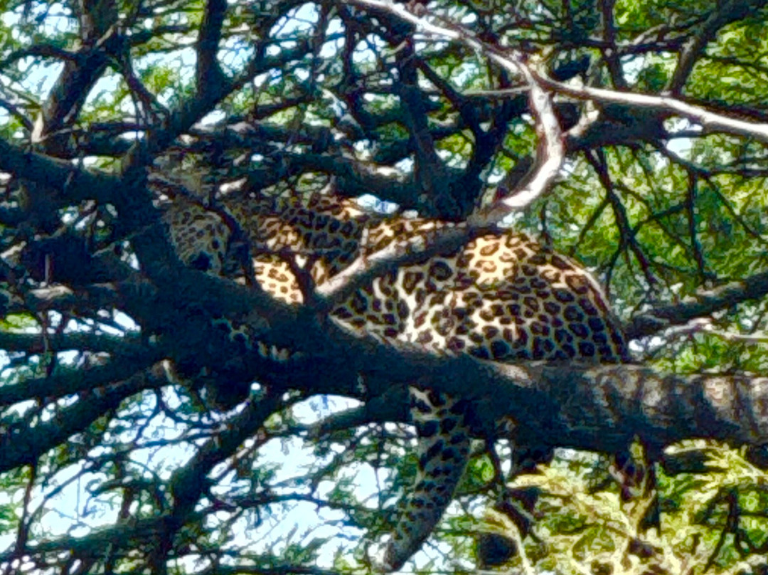 Wapo Africa Safaris Ltd-阿鲁沙必去景点