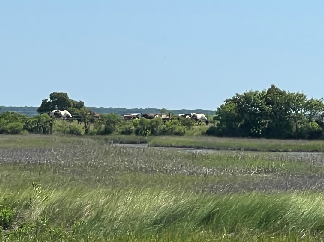 Captain Casey's Island Cruises-Chincoteague必去景点