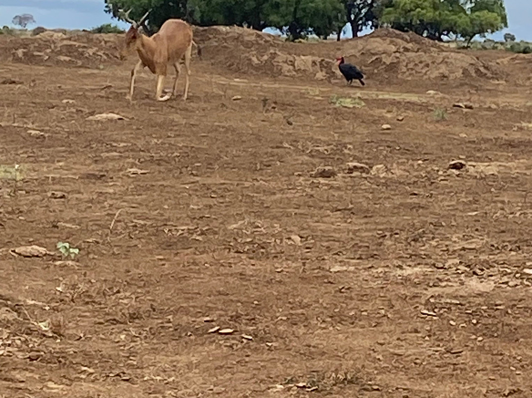 Adept Kenya Safaris景点图片