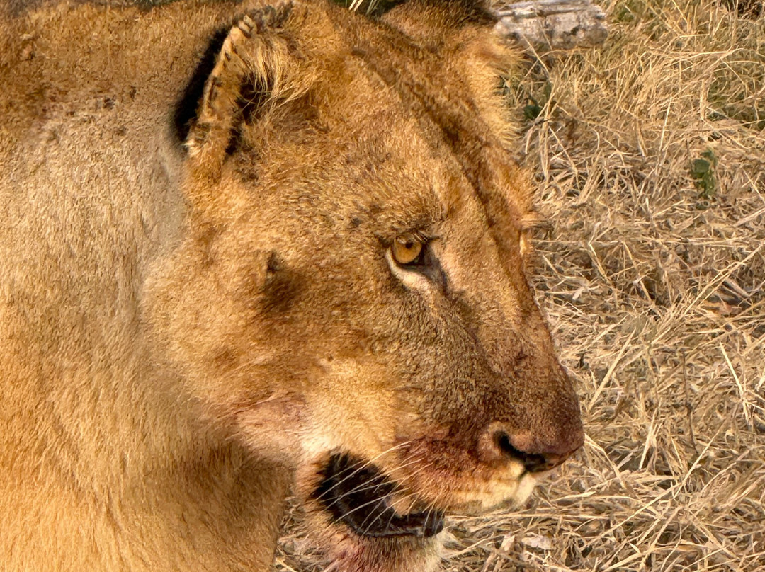 Shimungwe Lodge主图