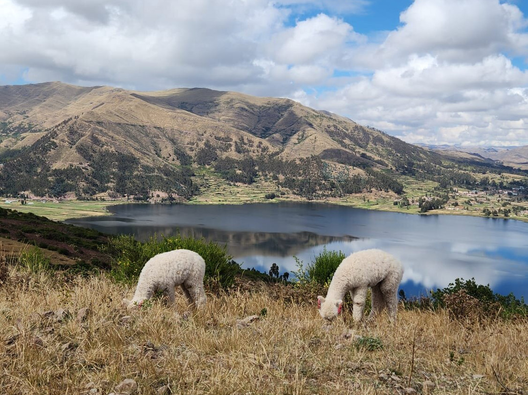 Alpaca Trek Adventures-Chinchero必去景点