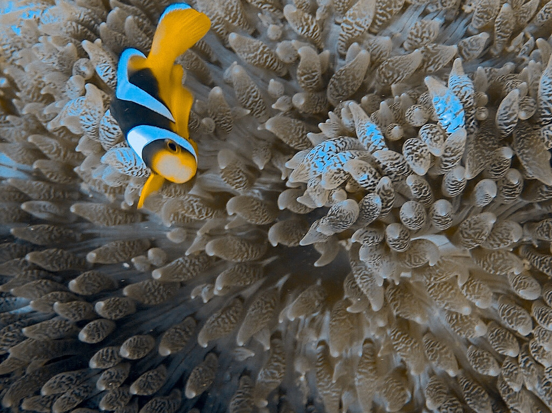 Divers Land Dive Club-乌纳瓦图纳必去景点