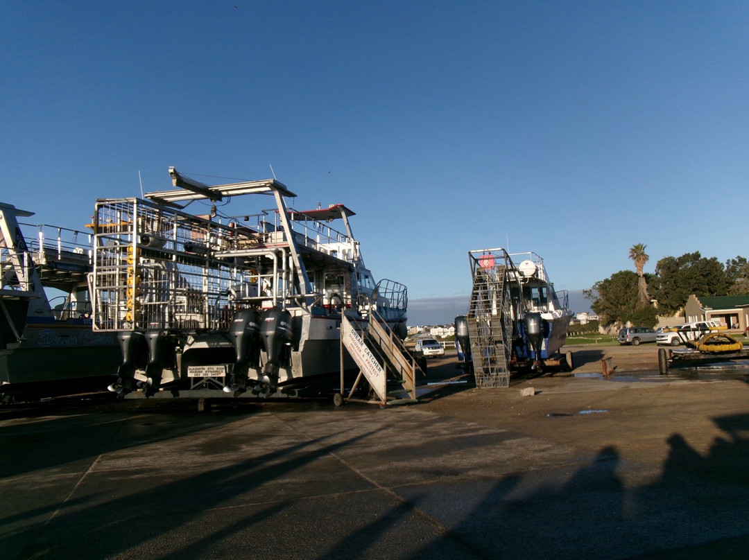 White Shark Ventures-Kleinbaai必去景点