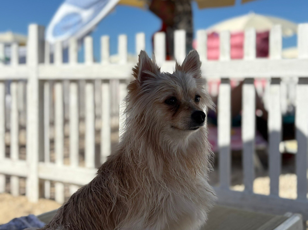 Scoby Doo Beach - Stabilimento Balneare Per Cani-塞尼加利亚必去景点