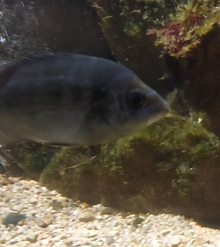 Aquarium Marin De Tregastel-Tregastel必去景点