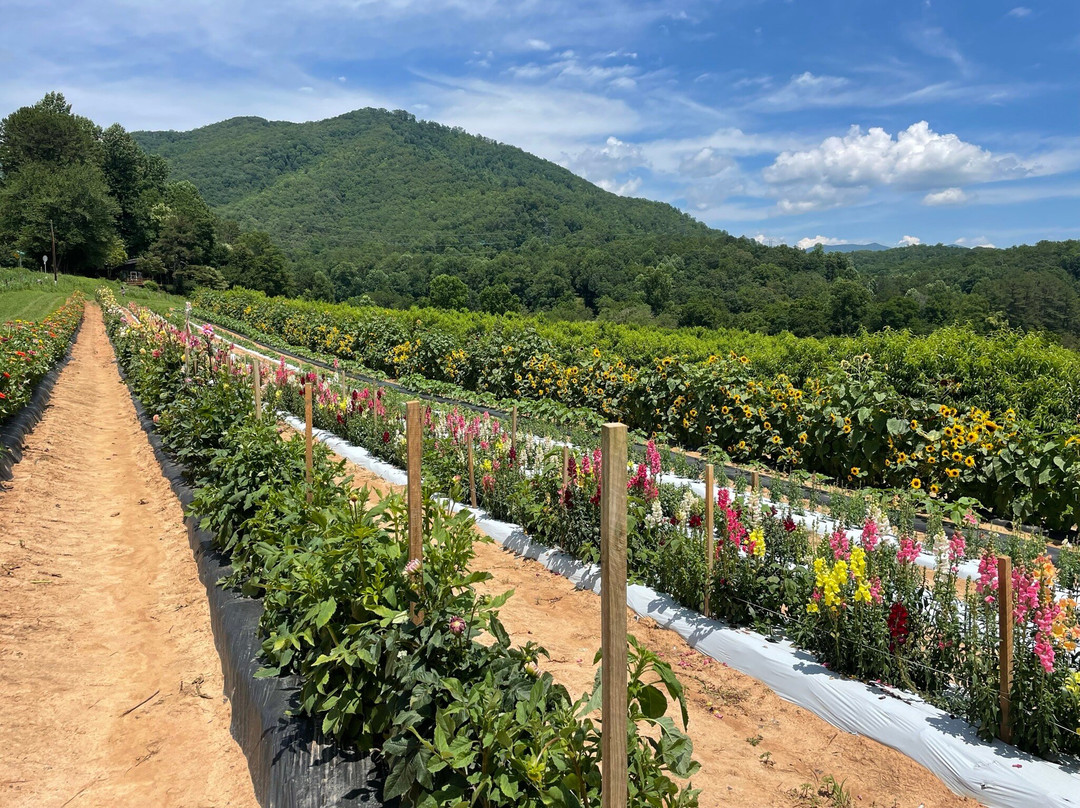 J. W. Mitchell Farms