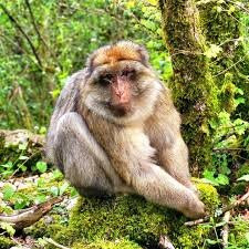 La Foret des Singes-罗卡马杜尔必去景点