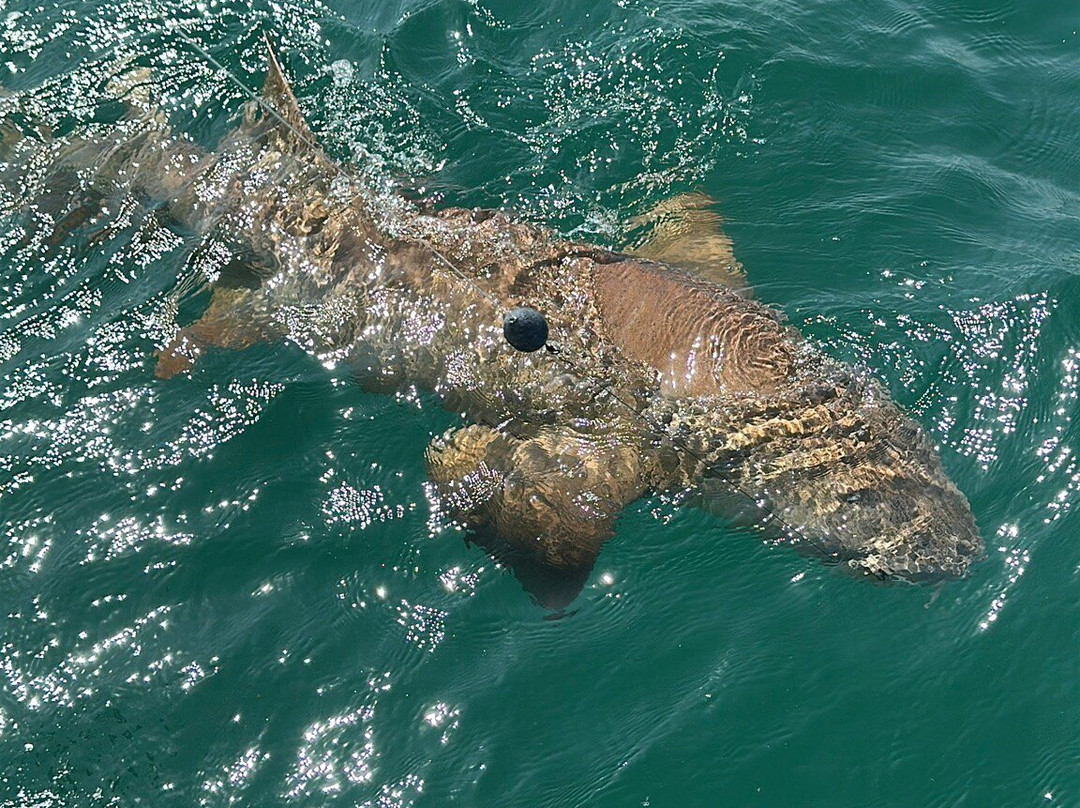 Canaveral Kings Sport Fishing Charters-卡纳维拉尔港必去景点