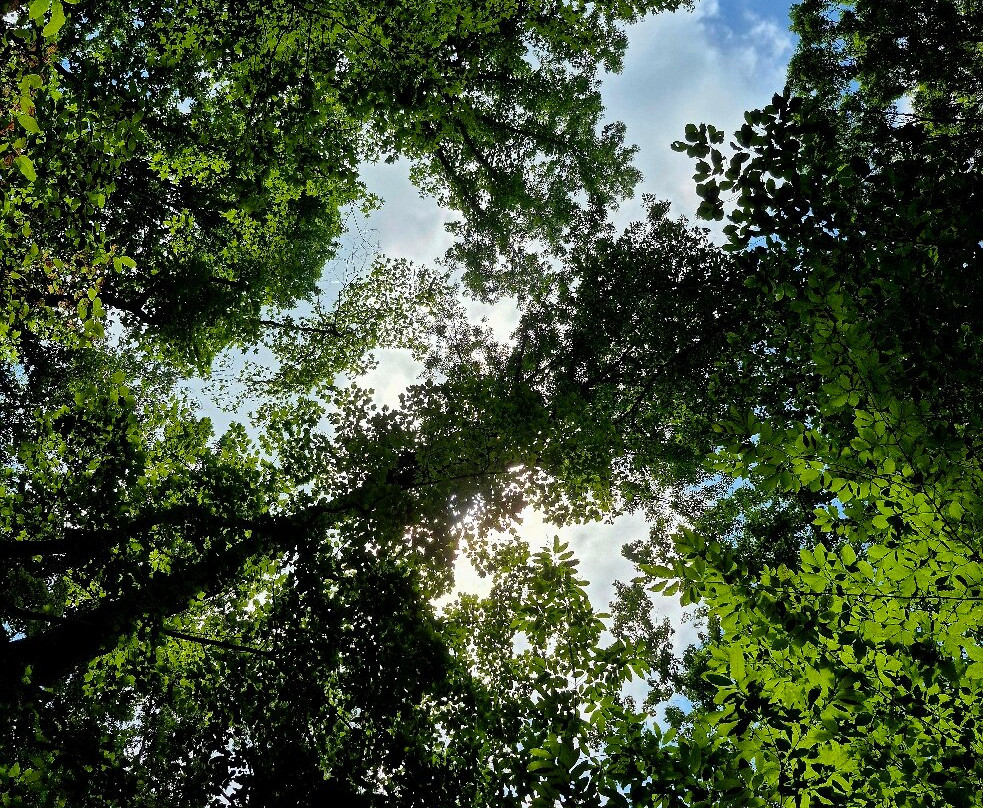 Hemlock Bluffs Nature Preserve-卡瑞必去景点