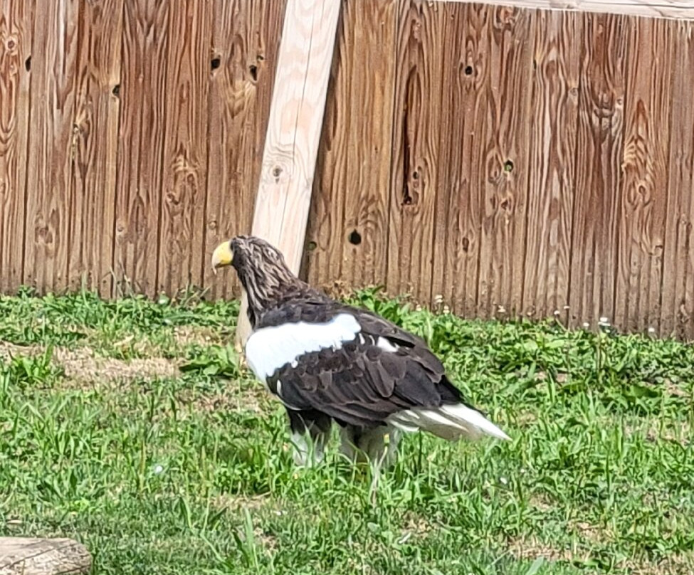 Les Aigles du Léman-Sciez必去景点