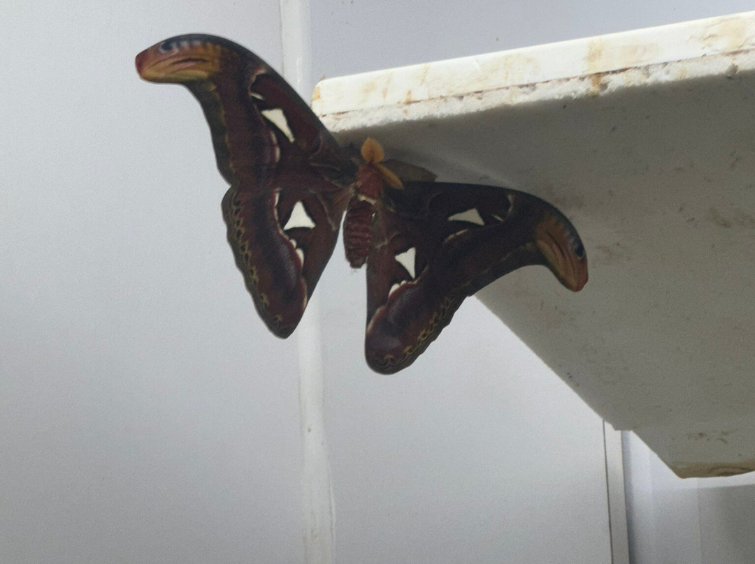 Butterfly Wonderland-斯科茨代尔必去景点