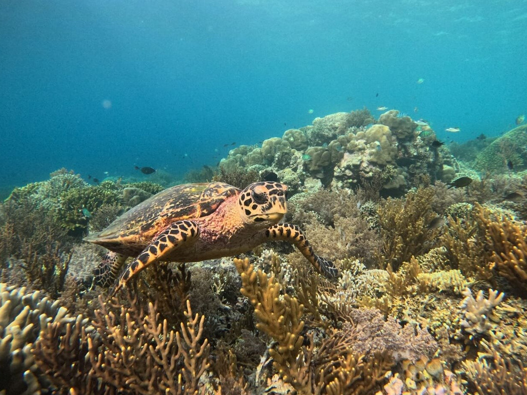 Snorkeling Menjangan