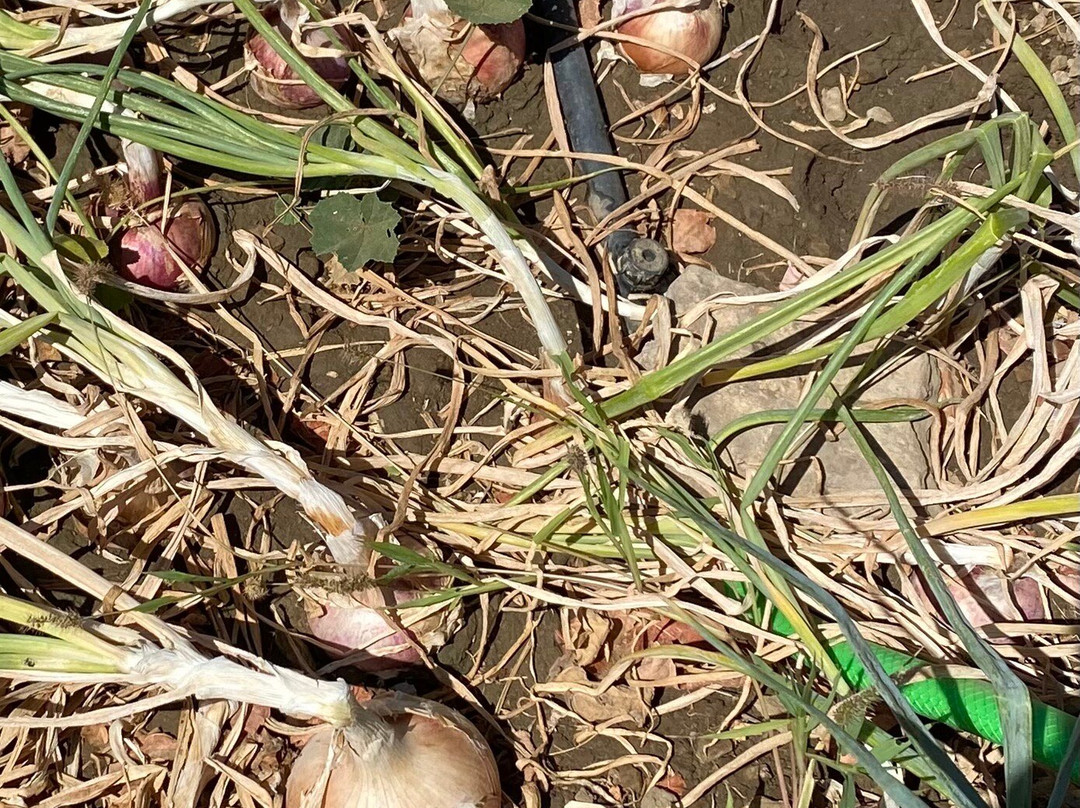 Armeos Farm Experience-Damarionas必去景点