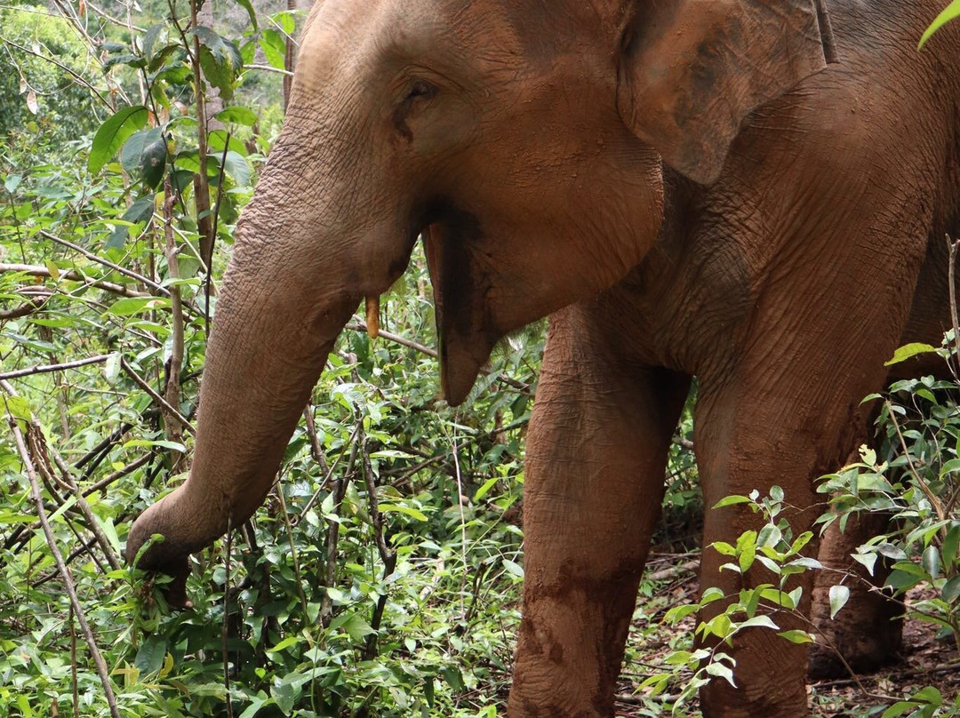 Elephant Village Sanctuary-清迈必去景点
