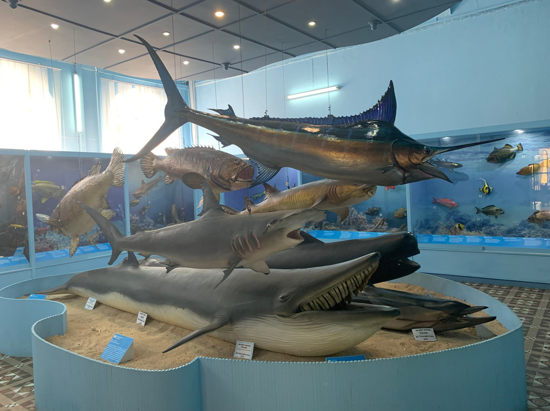 Natural History Museum-路易士港必去景点