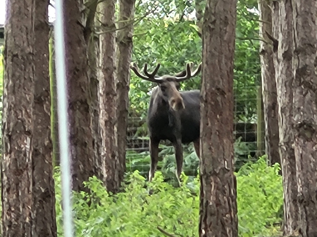 Wildwood Trust-Herne Bay必去景点