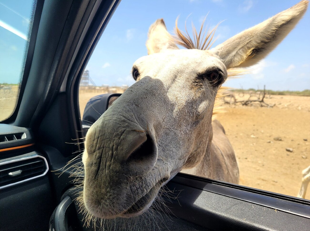 Donkey Sanctuary Bonaire-博奈尔岛必去景点