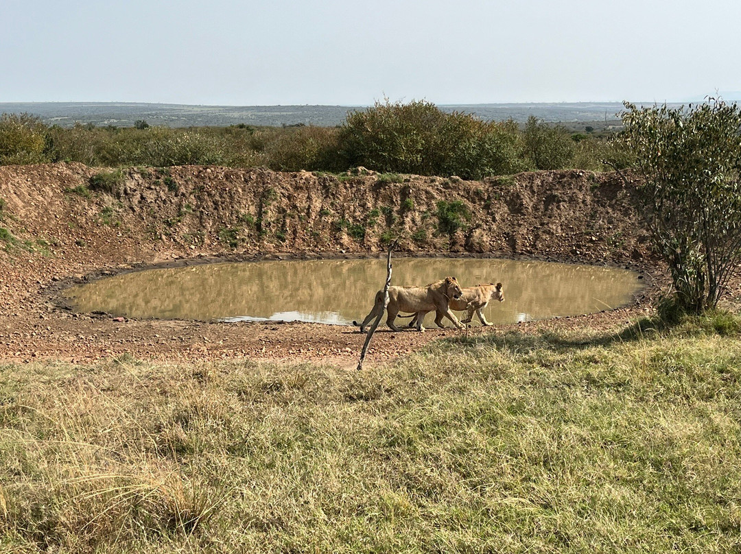 Nashulai Maasai Conservancy-马赛马拉国家野生动物保护区必去景点