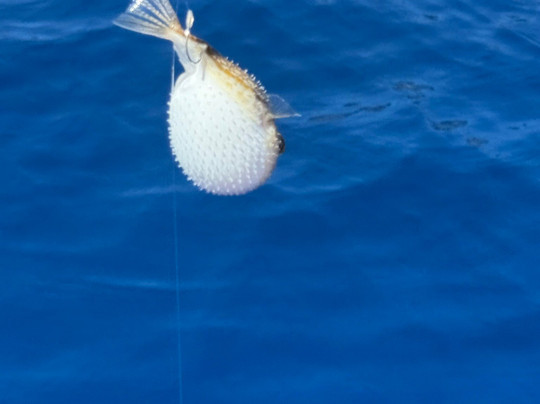 Mike's Fishing Trips-林多斯必去景点