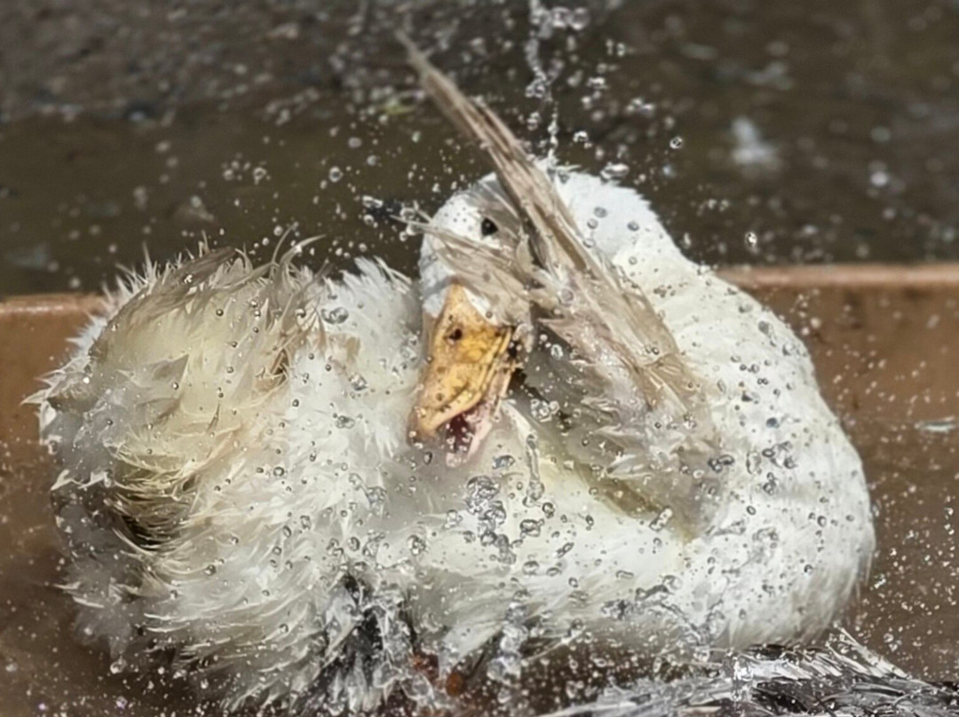 Bella Acres Farm And Animal Sanctuary