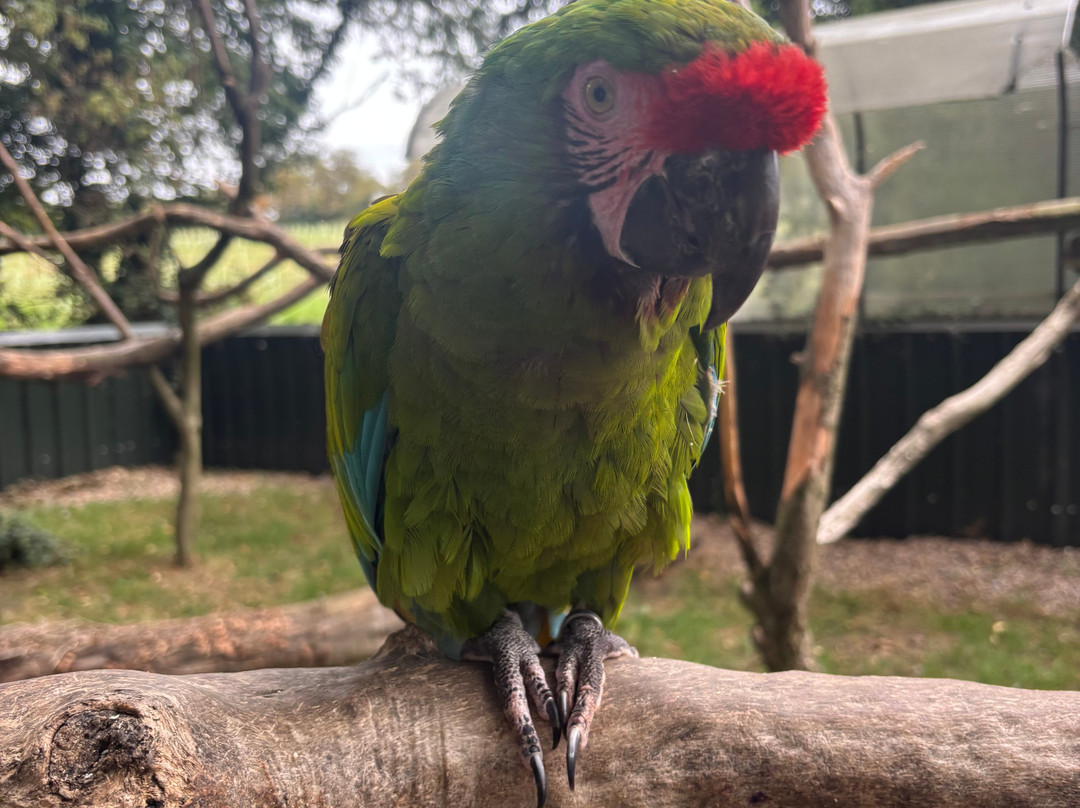 Tropical Birdland-Desford必去景点