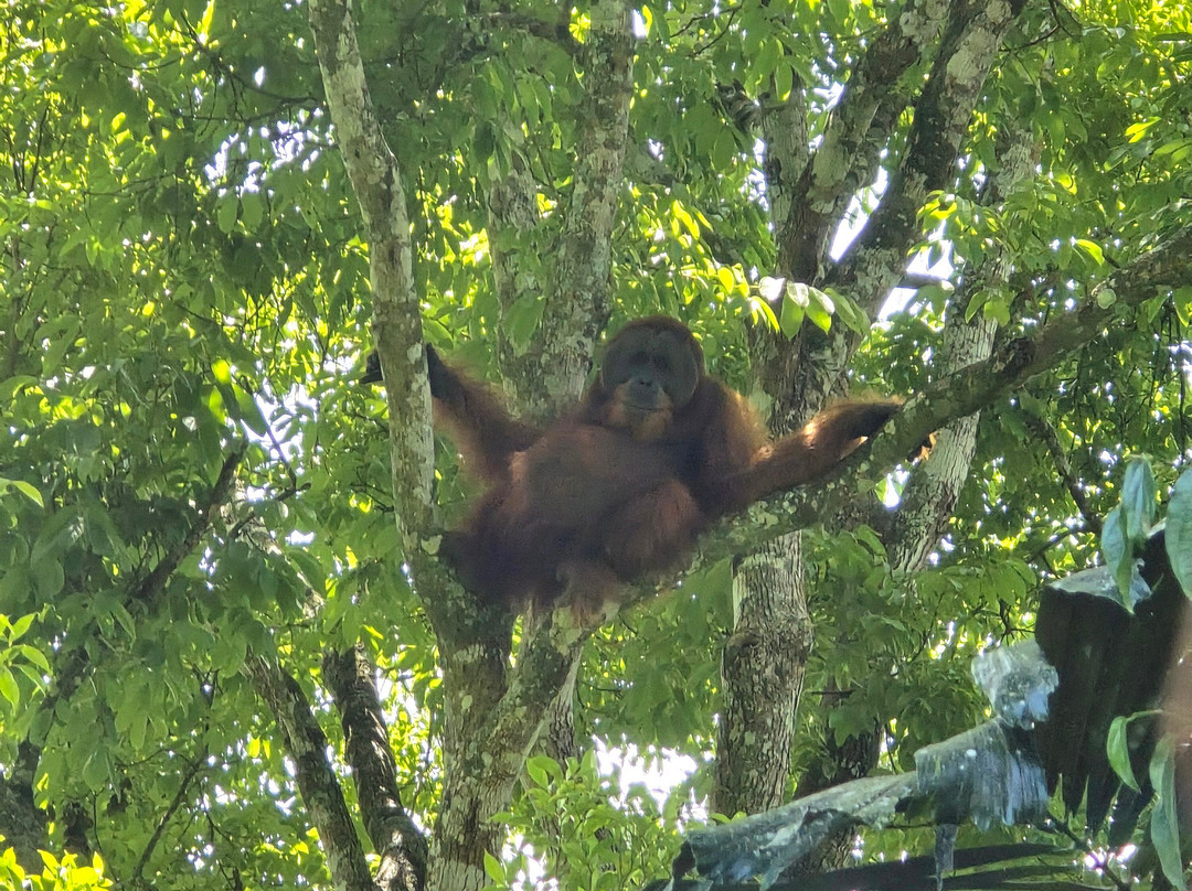 Rudy Ketambe Sumatra Jungle Trekking-Ketambe必去景点